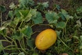 Fresh ripe juicy melon growing in field. Melon in a farm field. Top view, close-up. Royalty Free Stock Photo