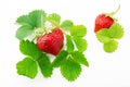 Fresh, ripe, juicy and mouth-watering strawberries with green leaves Royalty Free Stock Photo