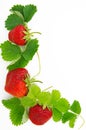 Fresh, ripe, juicy and mouth-watering strawberries with green leaves Royalty Free Stock Photo