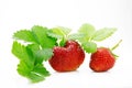 Fresh, ripe, juicy and mouth-watering strawberries with green leaves Royalty Free Stock Photo