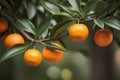 Fresh and ripe juicy orange tangerines hanging on a branch with green leaves on a blurred background