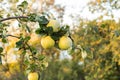 Fresh ripe juicy quince fruit hang on a tree branch in the orchard. Organic quinces in natural environment for food or juice. Crop Royalty Free Stock Photo