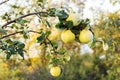 Fresh ripe juicy quince fruit hang on a tree branch in the orchard. Organic quinces in natural environment for food or juice. Crop Royalty Free Stock Photo