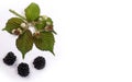 Fresh ripe just harvest blackberries at white background. Royalty Free Stock Photo