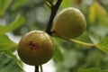 Fresh Ripe Kadota Figs Growing on Tree Royalty Free Stock Photo