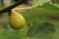 Fresh Ripe Kadota Figs Growing on Tree Royalty Free Stock Photo