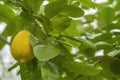 fresh ripe lemon on a lemon tree branch in a sunny garden. Botanical Garden Royalty Free Stock Photo