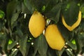 Fresh ripe lemons growing on tree Royalty Free Stock Photo