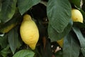 Fresh ripe lemons growing on tree outdoors Royalty Free Stock Photo