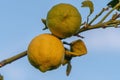 fresh ripe lemons hanging on a lemon tree branch in sunny garden 1 Royalty Free Stock Photo