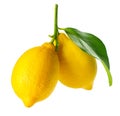 Fresh and Ripe Lemons
