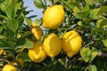 Fresh ripe Lemons at tree