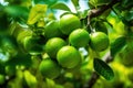 fresh ripe limes on a branch of a lime tree, Generative AI Royalty Free Stock Photo