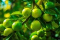 fresh ripe limes on a branch of a lime tree, Generative AI Royalty Free Stock Photo