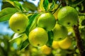 fresh ripe limes on a branch of a lime tree, Generative AI Royalty Free Stock Photo