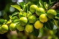 fresh ripe limes on a branch of a lime tree, Generative AI Royalty Free Stock Photo