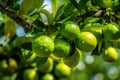 fresh ripe limes on a branch of a lime tree, Generative AI Royalty Free Stock Photo