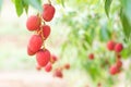 Fresh ripe lychee fruit hanging on lychee tree in morning garden