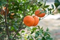 Fresh ripe Mandarin oranges oFresh ripe Mandarin oranges on tree in gardenn tree in garden