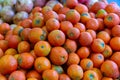 Fresh ripe mandarins Royalty Free Stock Photo