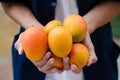 Fresh mango fruit on farmer`s cupped hand