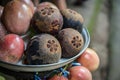 Fresh ripe mangosteen fruits Royalty Free Stock Photo