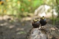 Fresh ripe mangosteen fruits on wooden table Royalty Free Stock Photo