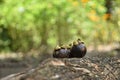 Fresh ripe mangosteen fruits on wooden table Royalty Free Stock Photo