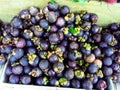 Fresh ripe mangosteen fruits on wooden table with mangosteen tree background in Sri Lanka