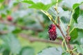 Fresh ripe mulberry berries on tree Royalty Free Stock Photo