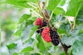 Fresh ripe mulberry berries on tree Royalty Free Stock Photo