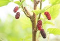 Fresh ripe mulberry berries