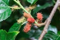 Fresh ripe mulberry berries on tree Royalty Free Stock Photo