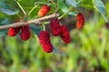 Fresh ripe mulberry berries on tree Royalty Free Stock Photo