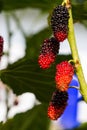 Fresh ripe mulberry berries on tree Royalty Free Stock Photo