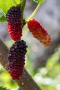 Fresh ripe mulberry berries on tree Royalty Free Stock Photo