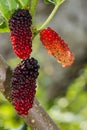 Fresh ripe mulberry berries on tree Royalty Free Stock Photo