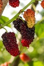 Fresh ripe mulberry berries on tree Royalty Free Stock Photo
