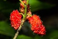 Fresh ripe mulberry berries on tree - Fresh mulberry Royalty Free Stock Photo
