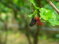 Fresh ripe mulberry berries on tree Royalty Free Stock Photo