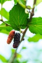 Fresh ripe mulberry berries on tree Royalty Free Stock Photo
