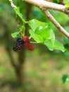 Fresh ripe mulberry berries on tree Royalty Free Stock Photo