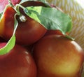 Fresh ripe nectarines in a bowl Royalty Free Stock Photo