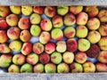 Fresh, ripe nectarines in wooden boxes for sale at a market. Close up. Fruit, summer concept Royalty Free Stock Photo