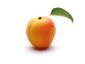 Fresh ripe one apricot with leaf Royalty Free Stock Photo