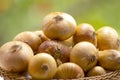 Fresh ripe onion in basket. Healthy natural food on table on defocus autumn background