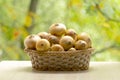 Fresh ripe onion in basket. Healthy natural food on table on defocus autumn background.