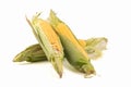 Fresh ripe open corns on the cob, corn cobs, isolated on bright background.