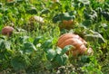 Fresh, ripe orange color pumpkins growing on the field. Bright green leaves around Royalty Free Stock Photo