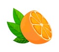 Fresh ripe orange. Half fruit with leaves. Vector illustration in a flat style Royalty Free Stock Photo